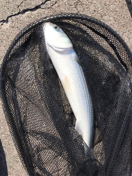 とどヤバ美味い♫