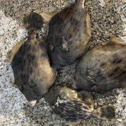 まさかのイトヨリ