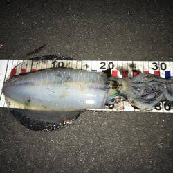 アオリイカ☆ハモ！？タチウオゲーム