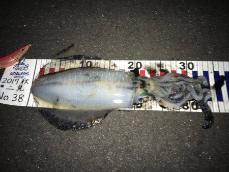 アオリイカ☆ハモ！？タチウオゲーム