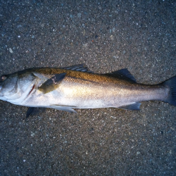 シーバスのトップゲーム