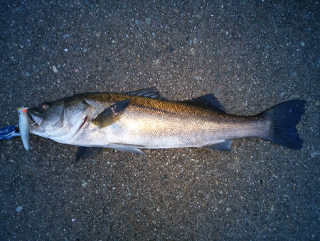 シーバスのトップゲーム