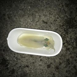 ふたたびデカイカ求めて！