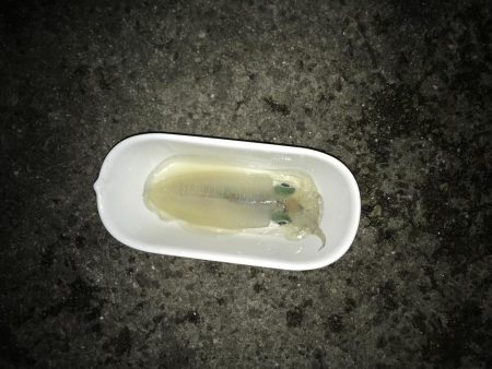 ふたたびデカイカ求めて！