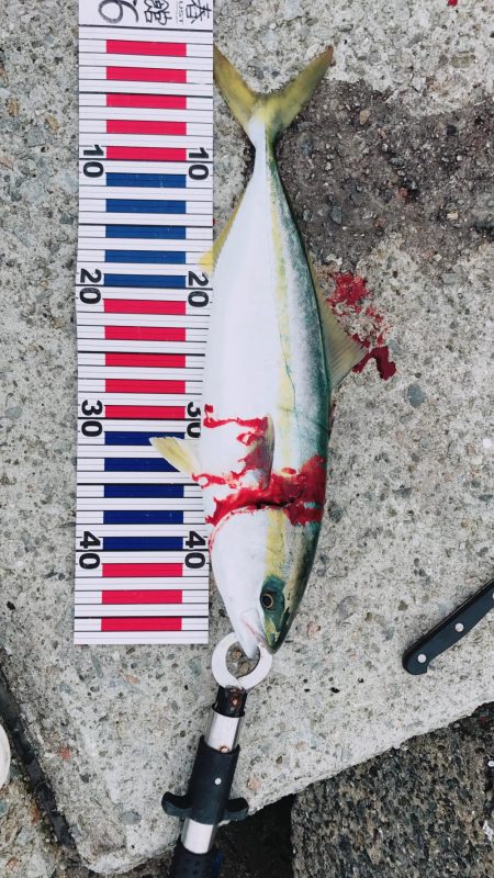 サヨリパターン