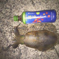 田ノ浦エギング