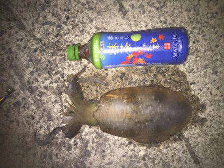 田ノ浦エギング