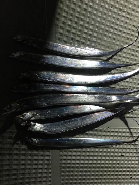 アオリからのタチウオ