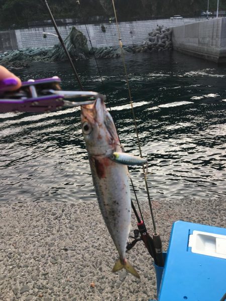 サバゲー「たまに」