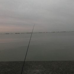 濁りで、魚もこんらん？