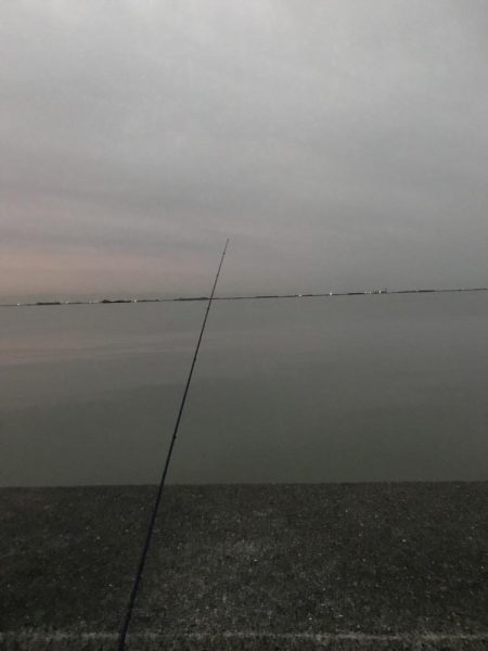 濁りで、魚もこんらん？