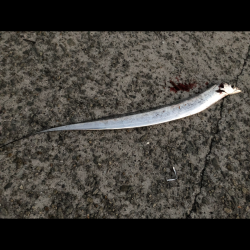 夕マヅメにタチウオ