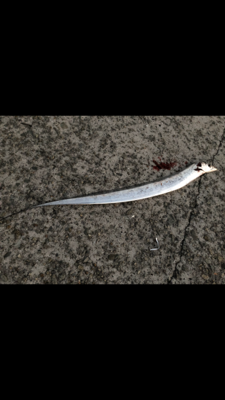 夕マヅメにタチウオ