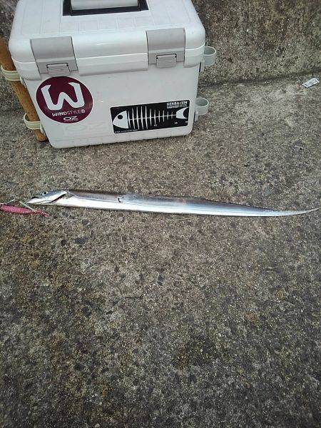 太刀魚の塩焼き求めて⁉️