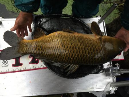 祝）全魚種最大記録更新！