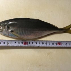 中アジ・中サバ