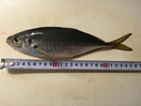 中アジ・中サバ