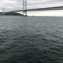 デカイカ求めて！