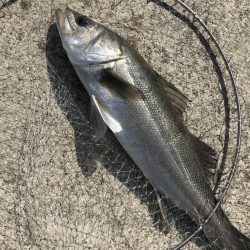 良く釣れました