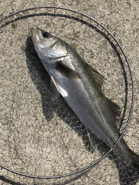 良く釣れました