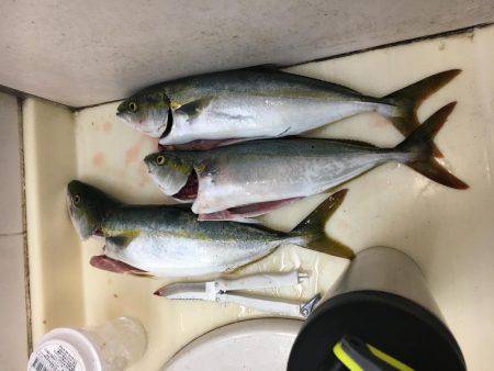 ツバス釣れました！