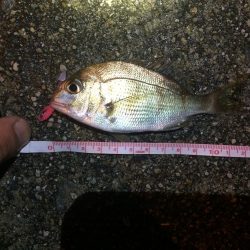 根魚狙いのはずが