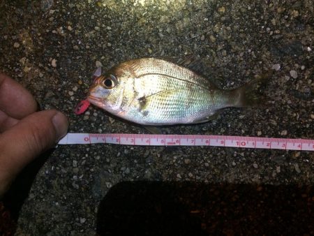 根魚狙いのはずが