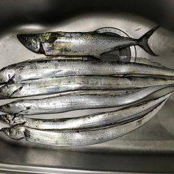 やっとサゴシが釣れた^ – ^