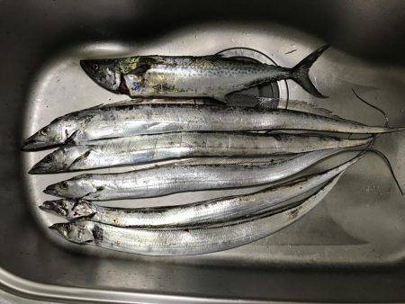 やっとサゴシが釣れた^ – ^