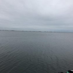 可愛そうなイワシたち