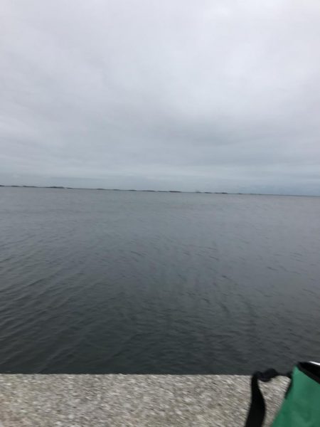 可愛そうなイワシたち