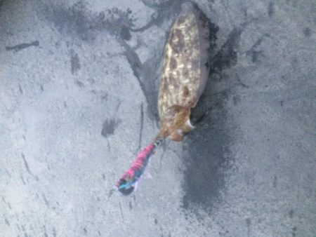 雨上がりの釣果