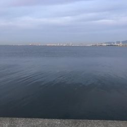 今日は、サゴシ日