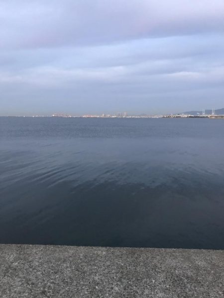 今日は、サゴシ日