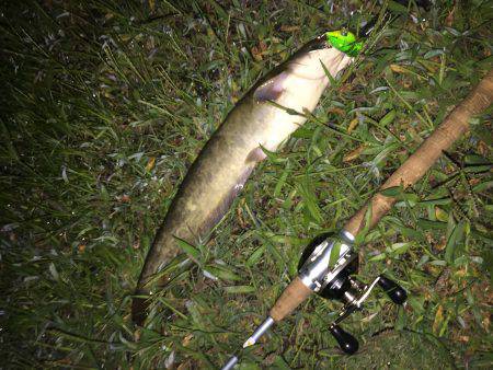 雨上がり後のナイト鯰トップゲーム