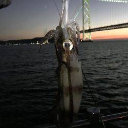 デカイカ求めて