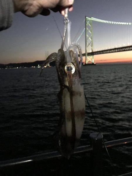 デカイカ求めて