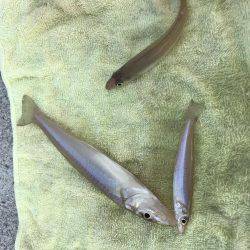 キスからのカワハギ