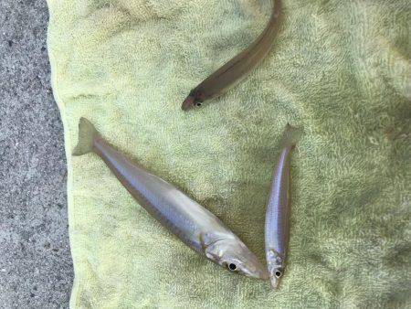 キスからのカワハギ