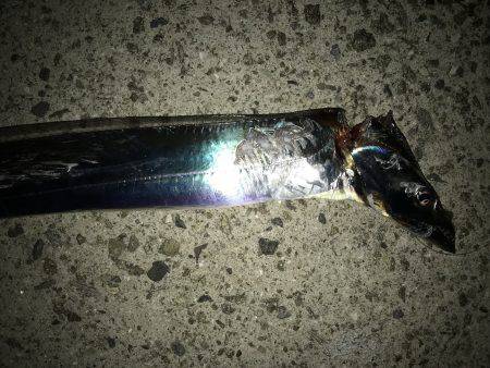 タチウオ専用ロッド