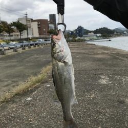 シーバスデイゲーム