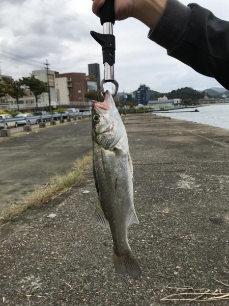 シーバスデイゲーム