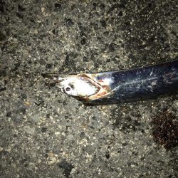 なんとか、ボウズは…。