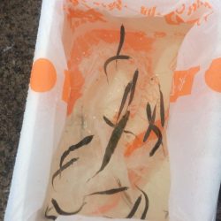 なぎさ公園でさびき