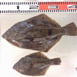 やっとデカイの釣れました