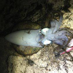 アオリイカサイズアップ