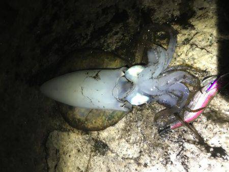 アオリイカサイズアップ