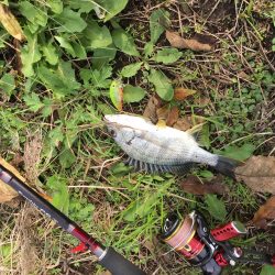 まだイケるチニング