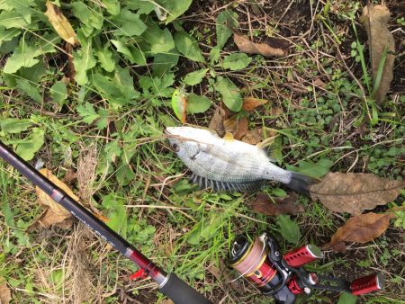 まだイケるチニング