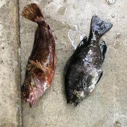 サヨリ かわはぎGET!!